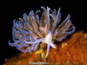 Cryptic Nudi looking pretty on a muck dive by Sean Chinn 